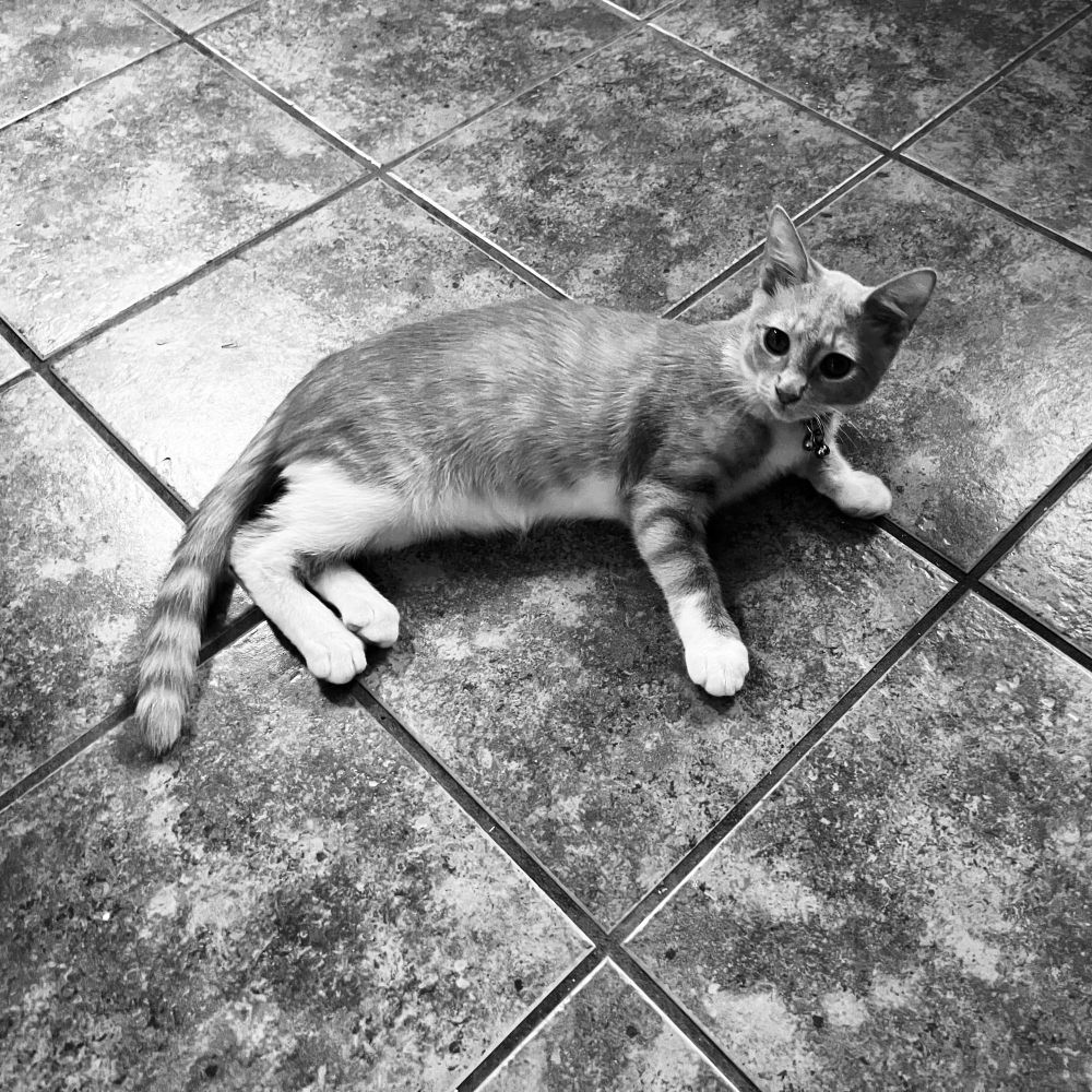 Black and white photo of a tired kitten lying on a tile floor.