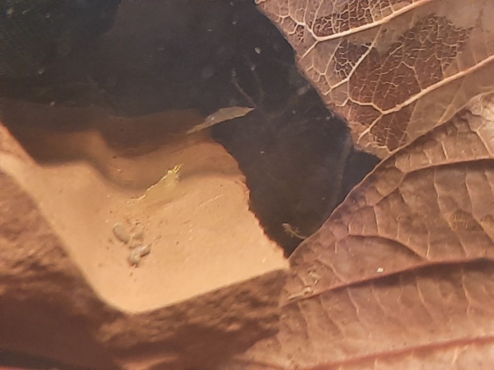 Close up of incredibly small baby cherry shrimp 