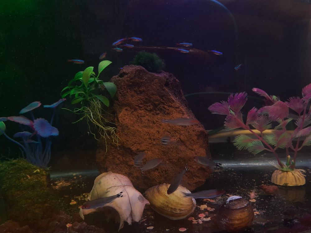 Generic fish tank with nothing special 