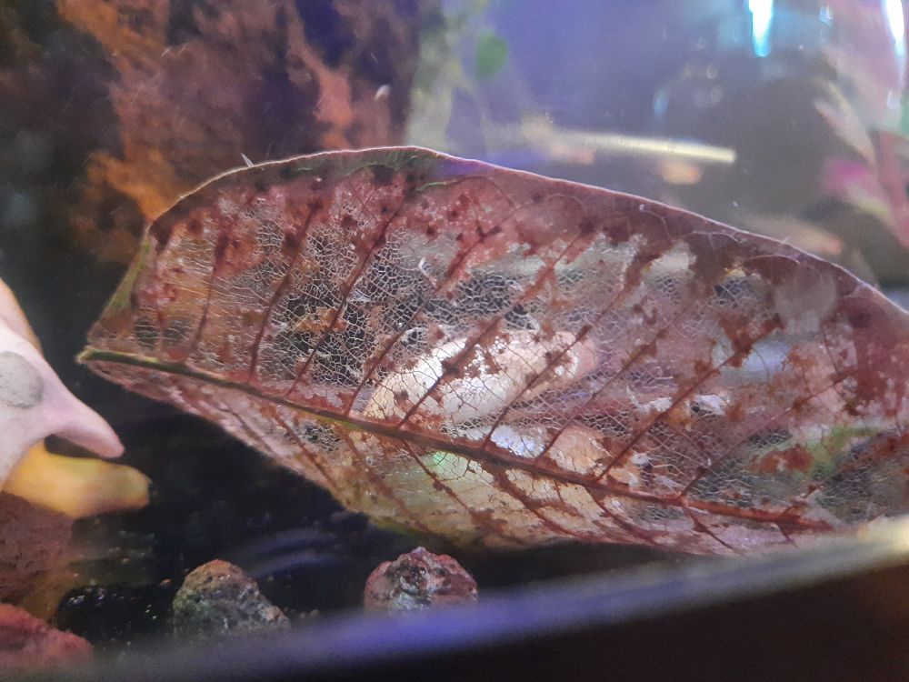 Decaying walnut leaf
