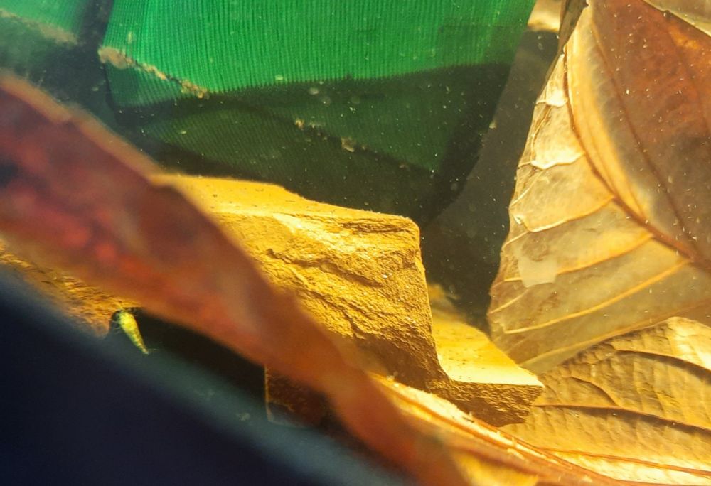 Baby cherry shrimp 
