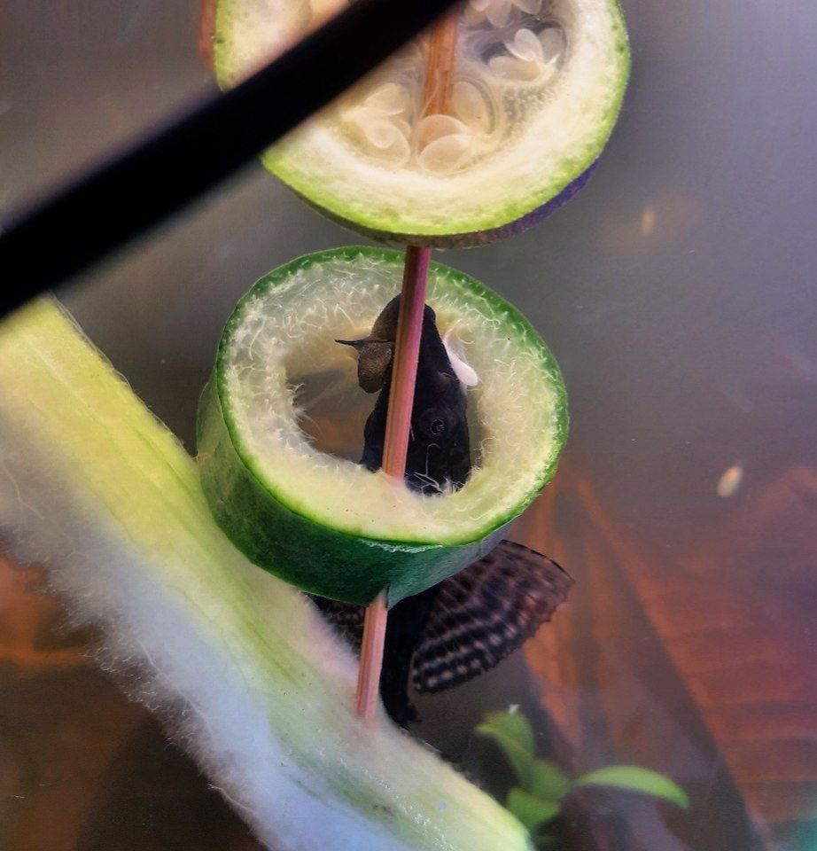 Pleco going through a hole he made through cucumber