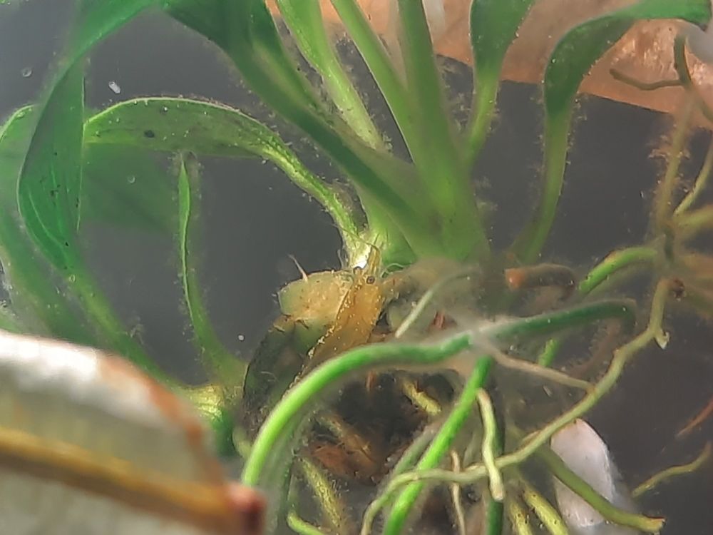 A better picture of the same small thing 