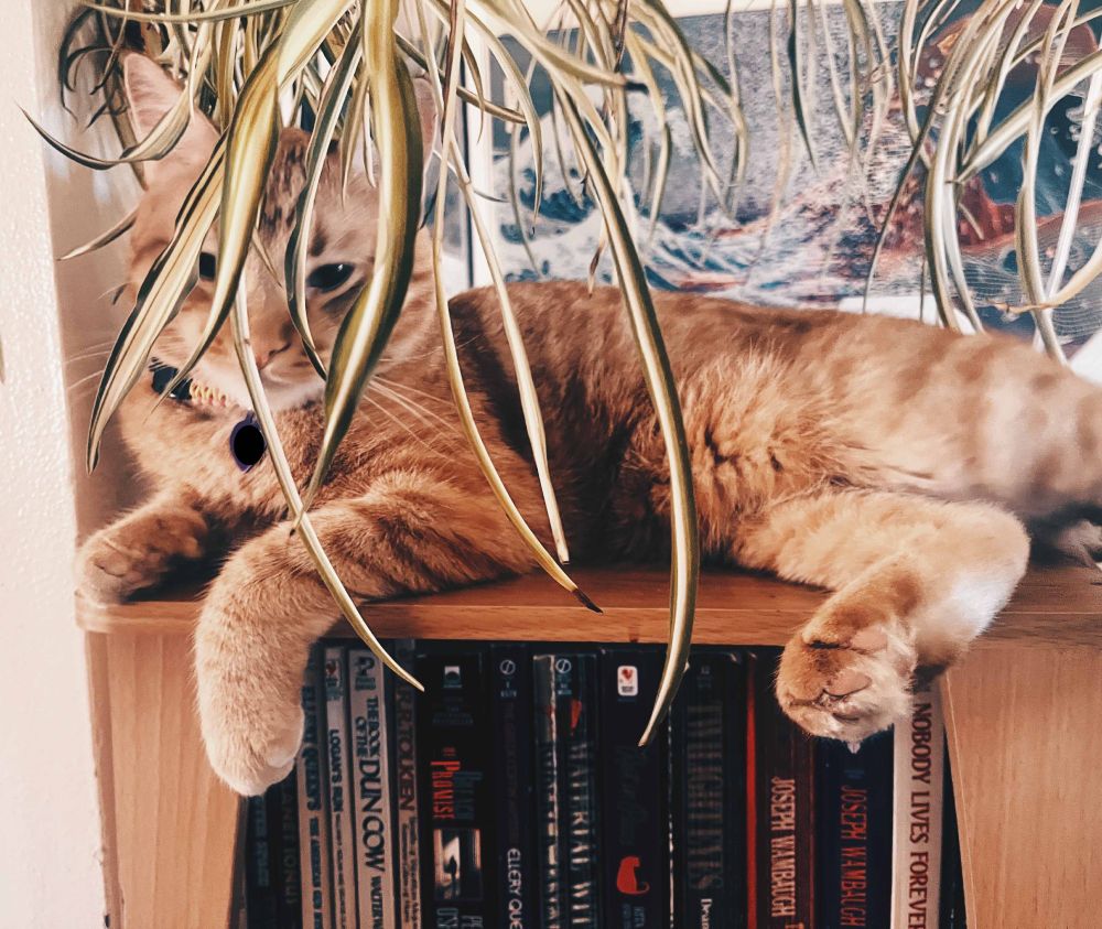 An orange cat hangs out on top of a bookcase underneath a massive spider plant, thinking about getting high.