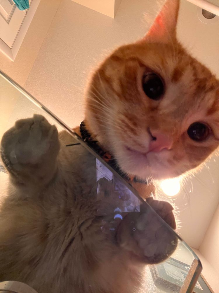 An orange tabby peering down from the sink counter because they always must watch.