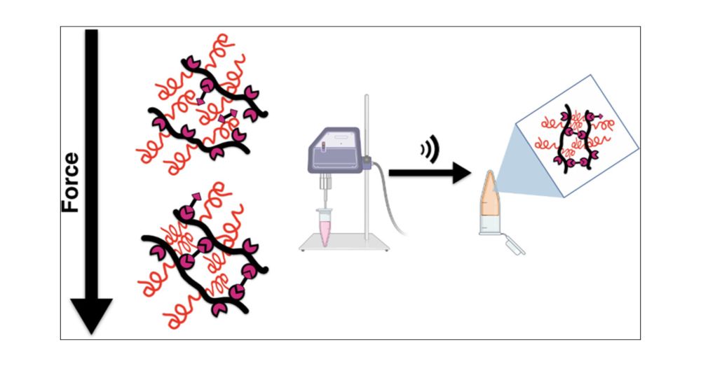 Molecularly Shielded, On-Demand, Ultrasound-Cured Polymer Networks