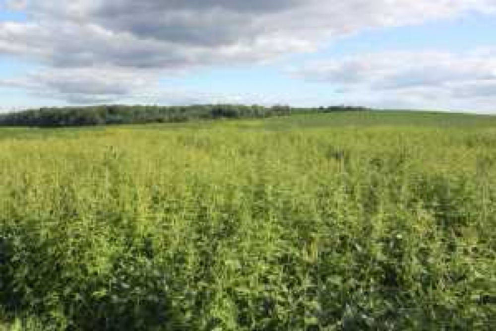 Giant ragweed