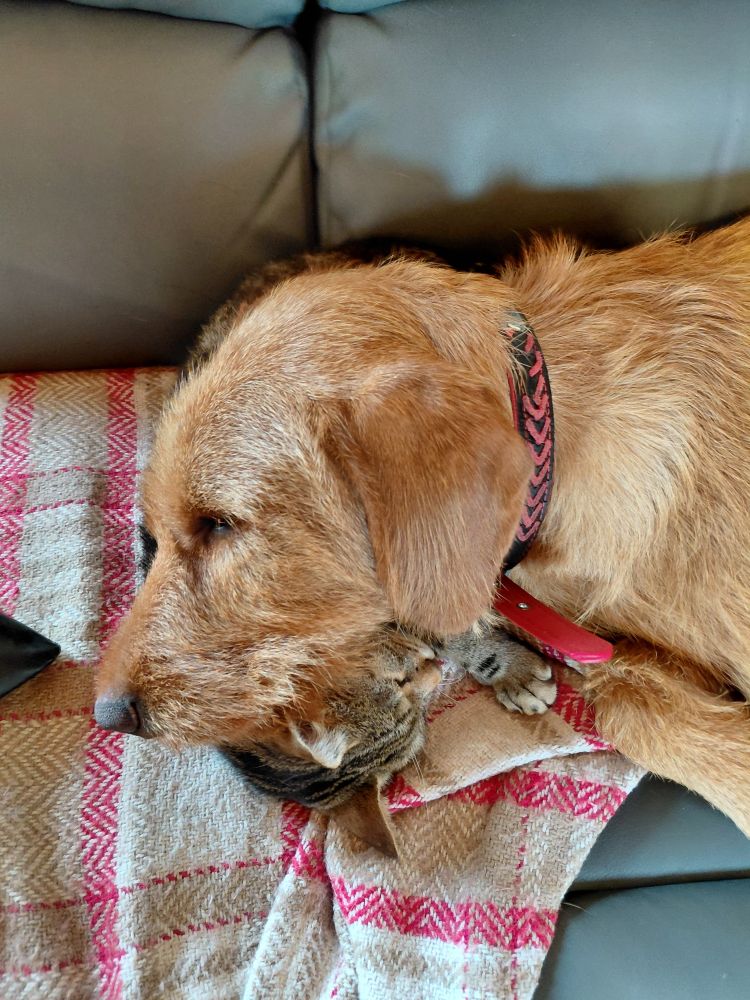 Scooby the cat, asleep under Vik the dog