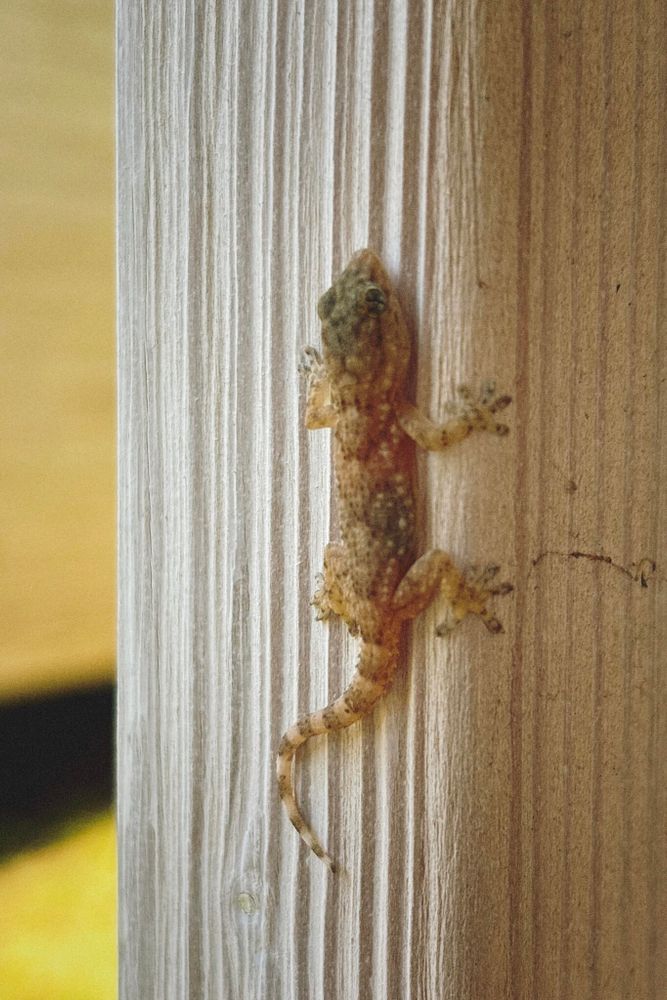 A small gecko clings to a vertical wooden surface. The gecko has a speckled pattern with shades of brown and beige, blending in with the grain of the light-colored wood. The image captures the gecko from above.