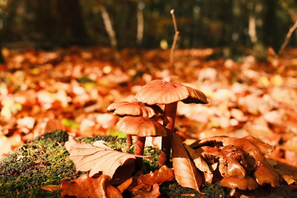 A cluster of brown mushrooms growing on a forest floor covered with fallen autumn leaves. The sunlight casts a warm glow, highlighting the earthy tones of the mushrooms and leaves. Moss and bark are visible in the foreground, adding texture to the forest scene.