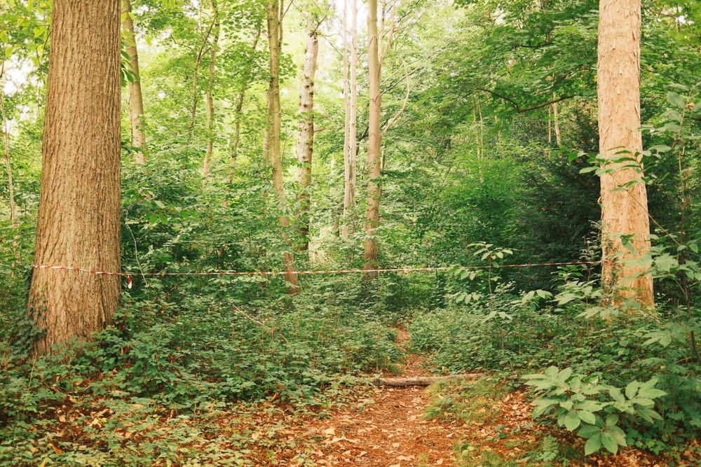 A forest scene with tall trees and dense green foliage. A narrow path covered in fallen leaves leads into the forest. A red and white striped barrier tape stretches across the path, suggesting restricted access. Sunlight filters softly through the leaves, creating a serene atmosphere.