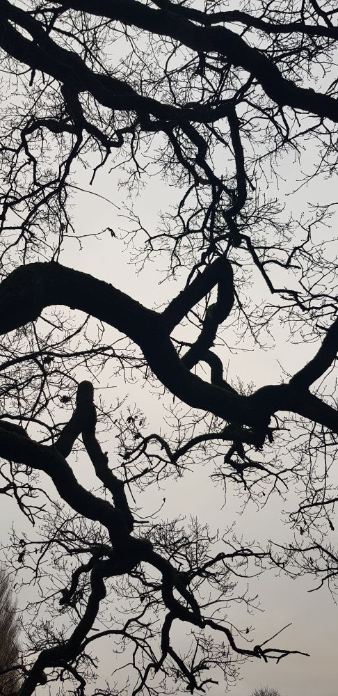 Bare branched oak against a grey winter sky. The photo is of a segment of branches silhouetted. 