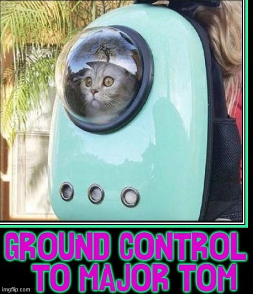 One of those capsule cat-carrier backpacks with the transparent kitty dome, captioned "GROUND CONTROL TO MAJOR TOM"