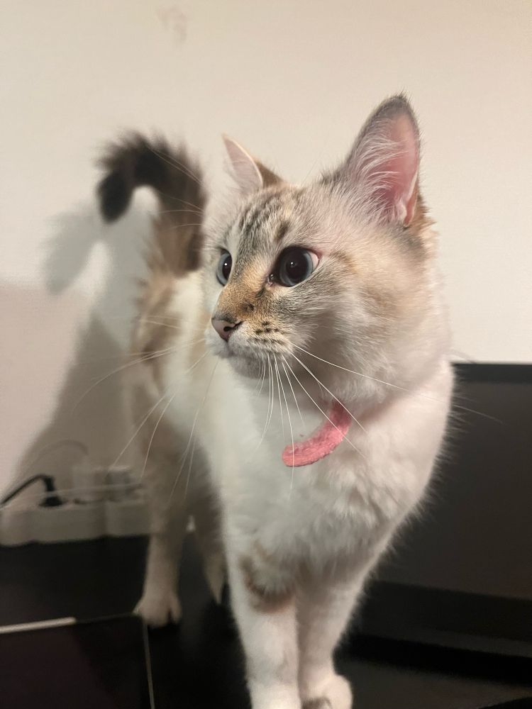 Photo of my cat Malka, a mixed rescue who is very small, fluffy, with a confusing mix of brown and grey patches on her otherwise cream coloured fur
She has big light blue eyes and she’s standing on my desk