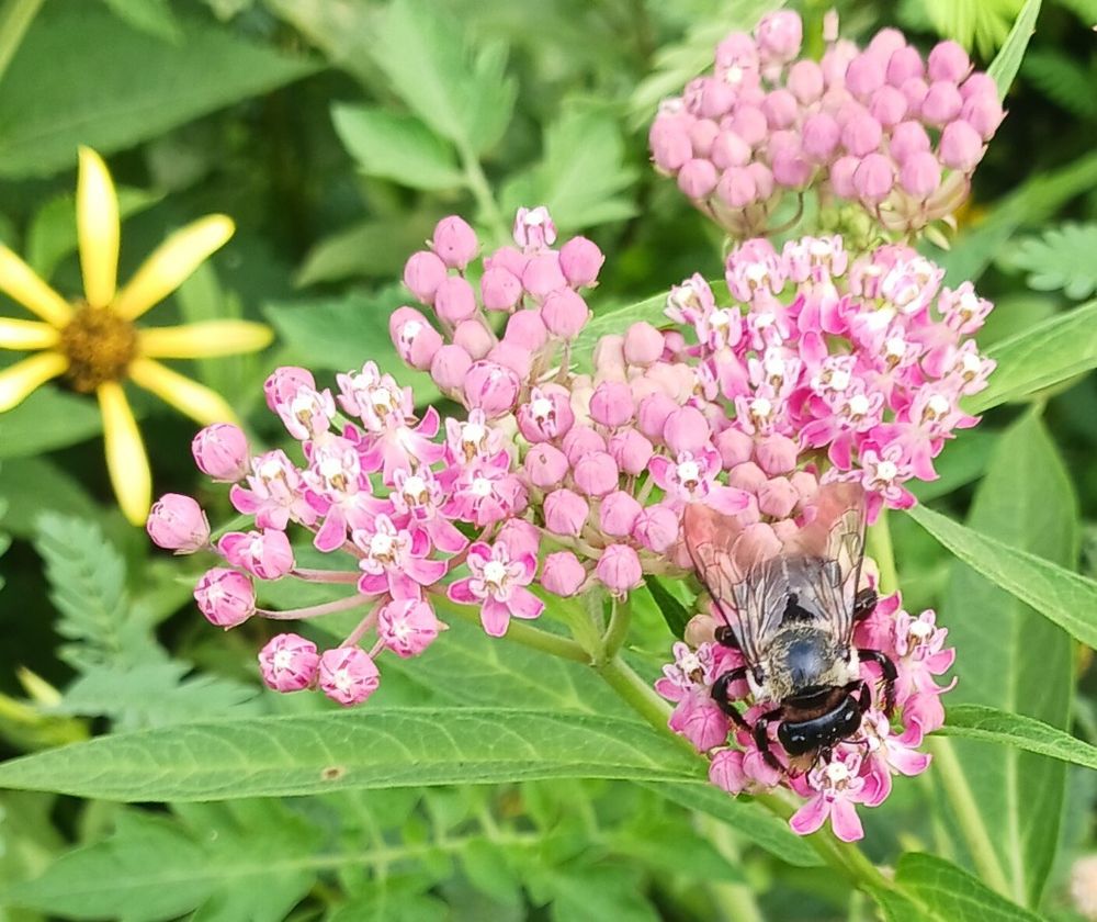A very large bee sitting on the pink petals of a swamp milkweed. There is a yellow wildflower in the background
