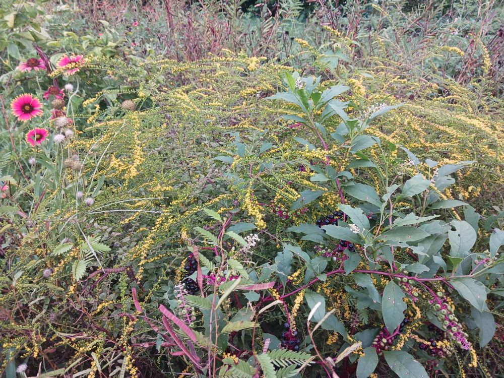 Beautiful whispy blooms of a wrinkle leaf goldenrod plant span across the image. There are also the purple berries of a Polk plant in the lower right. And blanket flowers with a dark brown center, and red petals with yellow tips on the upper left.