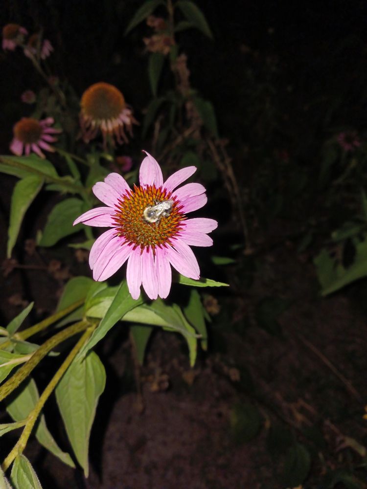 A purple coneflower at night with a bee sleeping on it