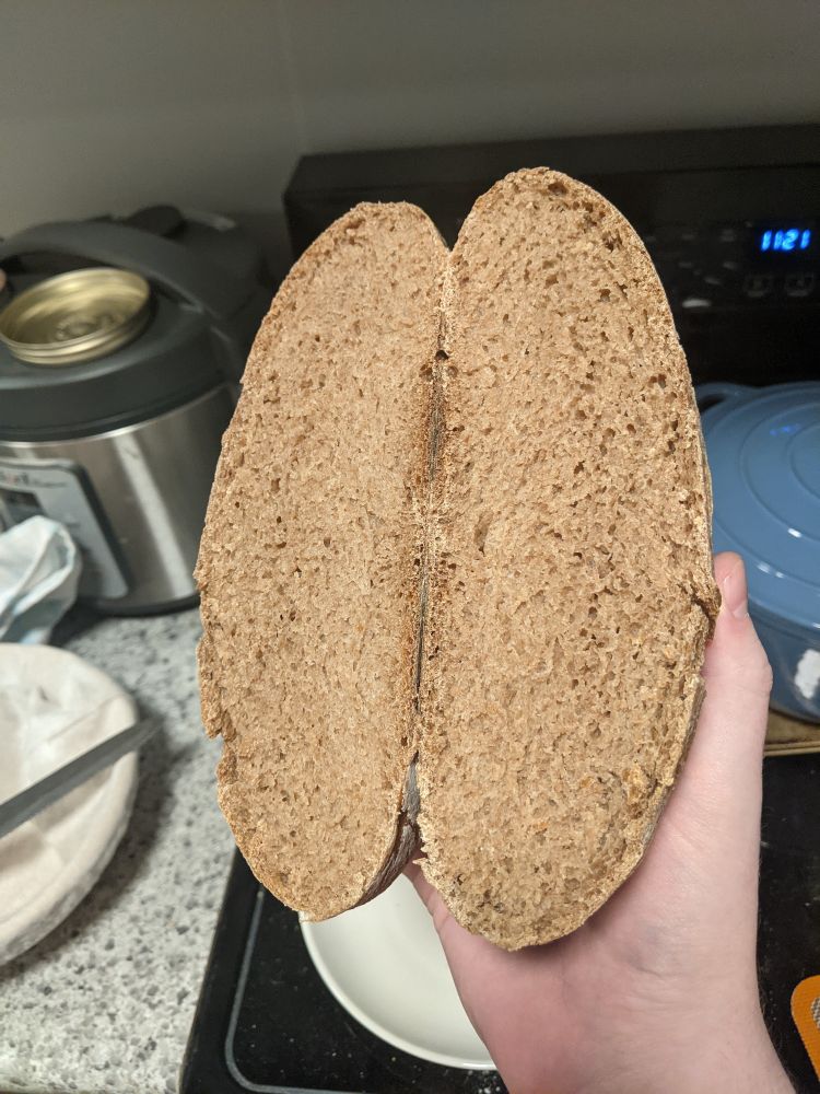 a cross section of whole wheat sourdough bread. it's not great, but it could be worse! idk how to tell what exactly went wrong 