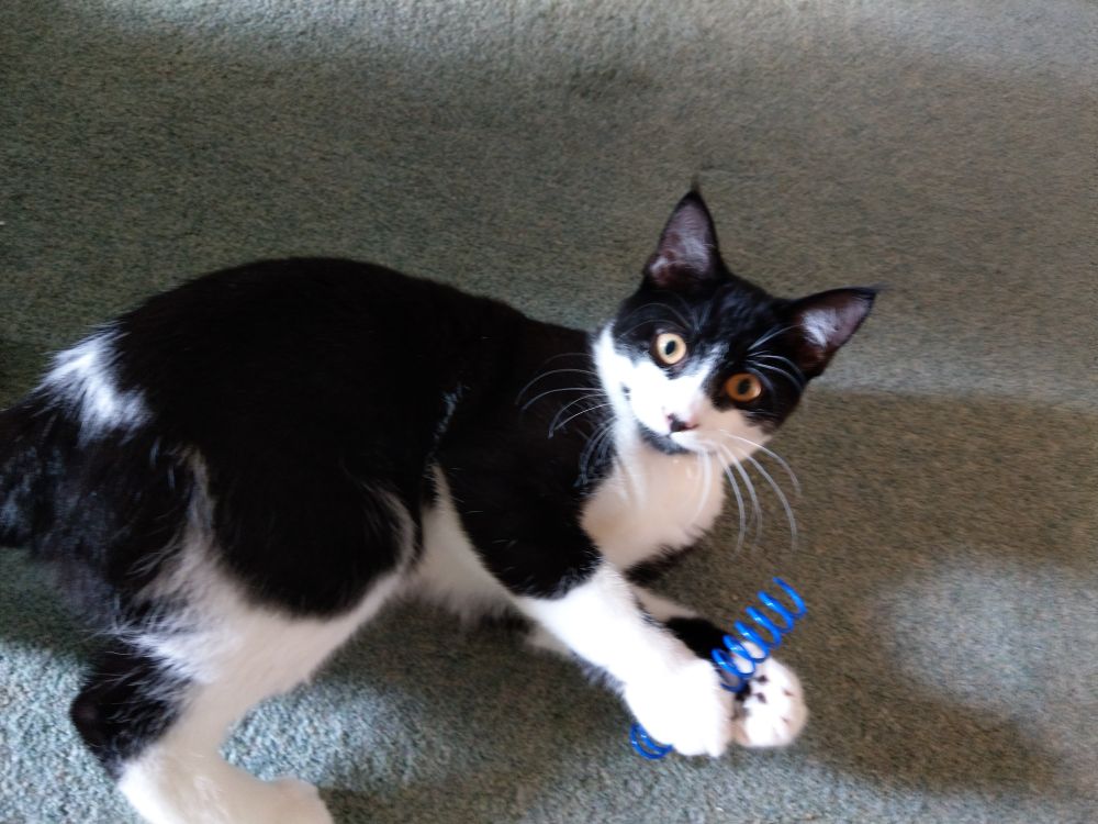 Merlot the cat is holding his favourite toy, a blue plastic spring, and smiling adorably. 