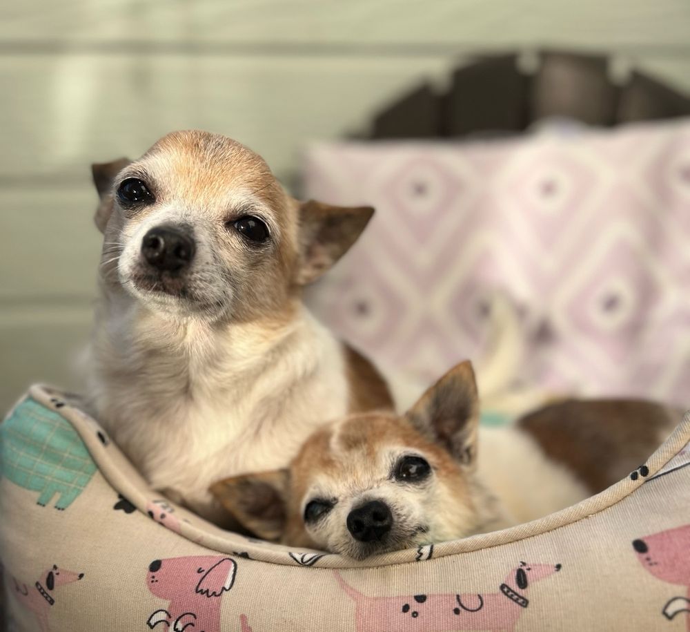 Two cute senior rescue dogs