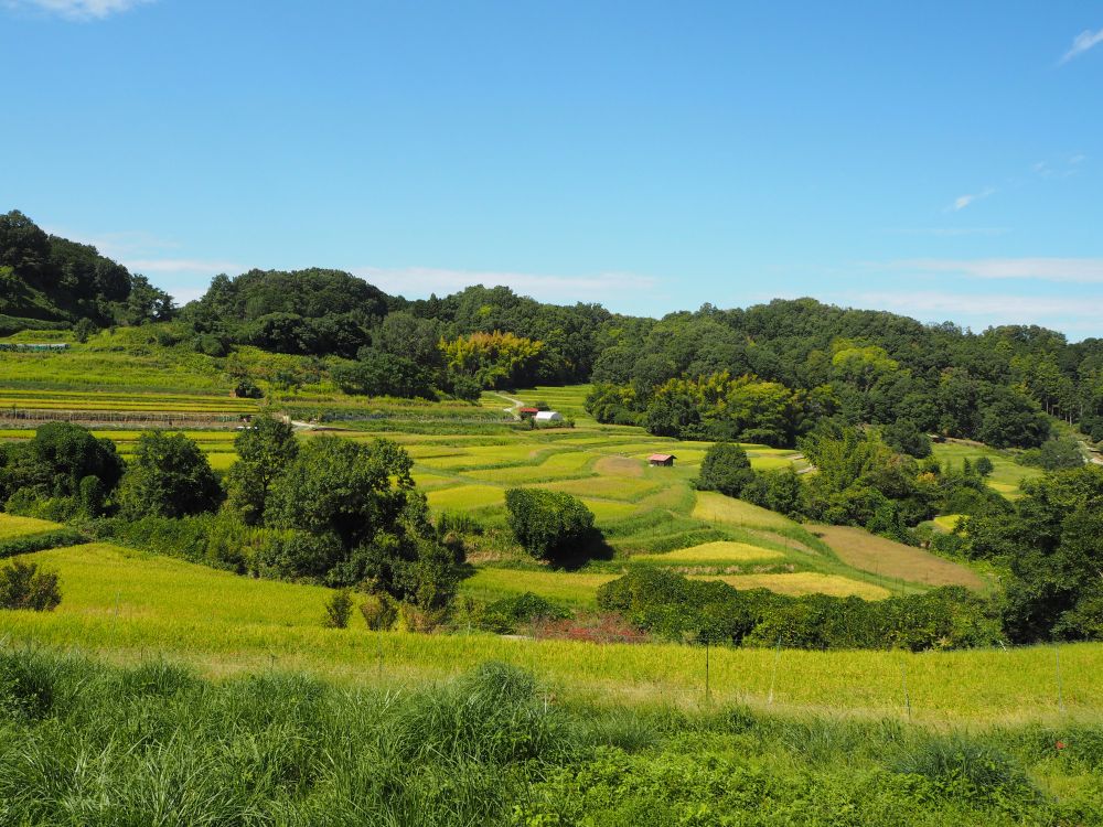 快晴の棚田