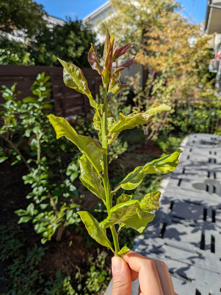 20cmくらいのレモンの秋芽