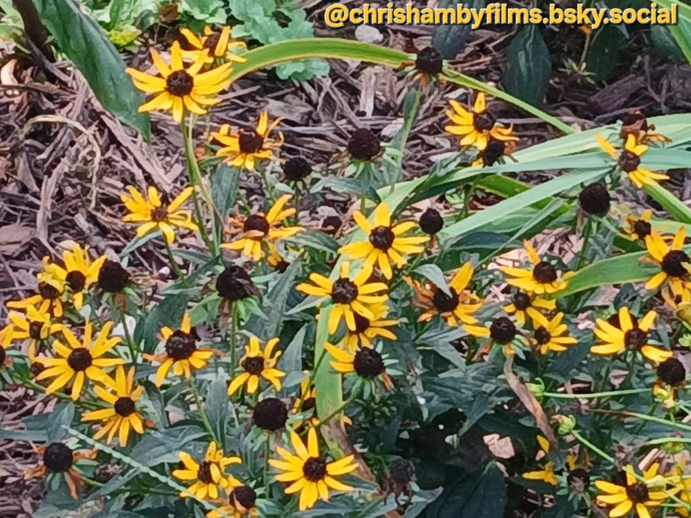A Timeline Cleanse & relaxing Nature photo from my hometown that I photographed recently.

A glimpse of Black-Eyed Susans near the barn at Heritage Farm Park in my hometown of Walkersville, Maryland.