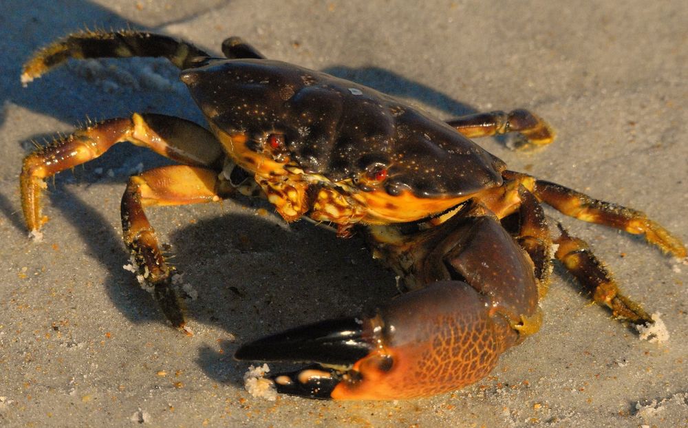 Un gros crabe