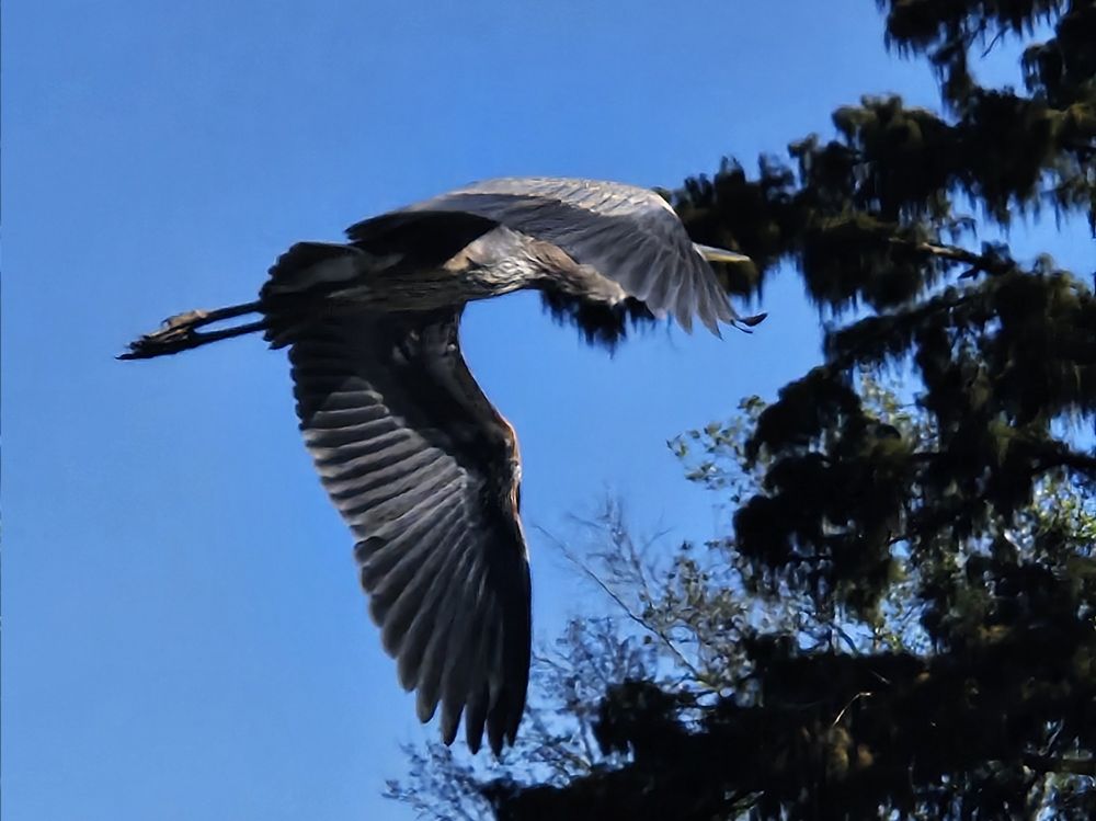 Great Blue Heron, mid-flight, Honey Island Swamp, Louisiana