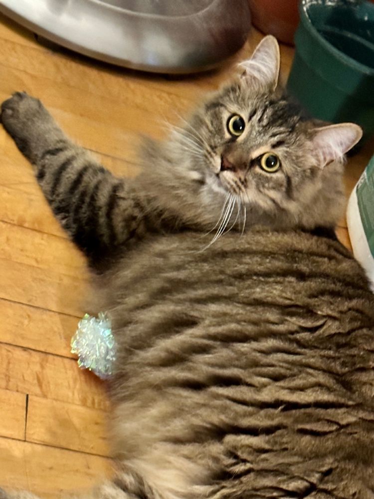A big brown tabby cat