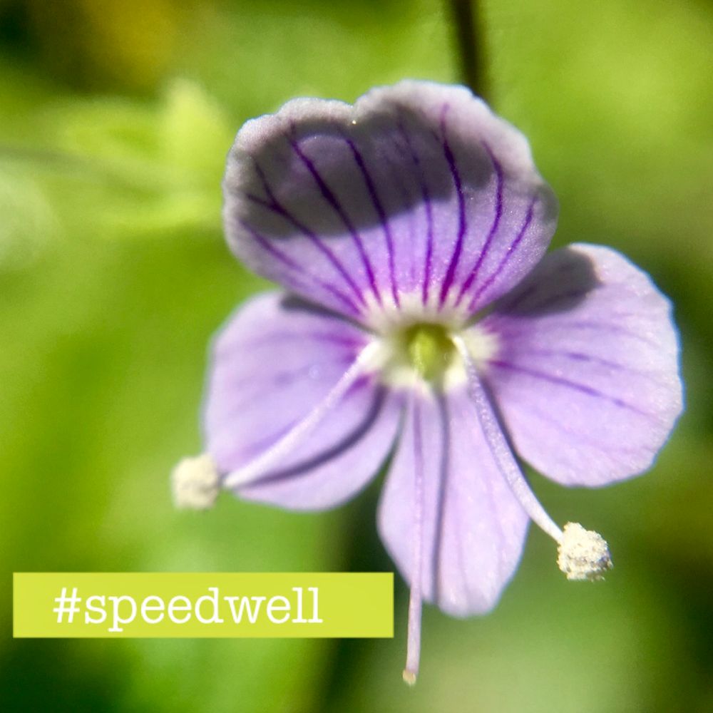 Close up of a Wood Speedwell flower. The challenge this week is to find a speedwell and see if you can work out which species it is! 