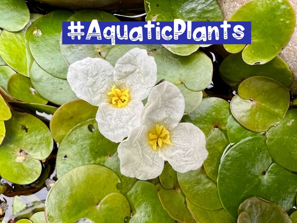 The challenge this week is to find a flowering aquatic wild plant, like this free-floating Frogbit pictured. A fascinating group of plants which have adapted to life in a watery environment 💦 🌱