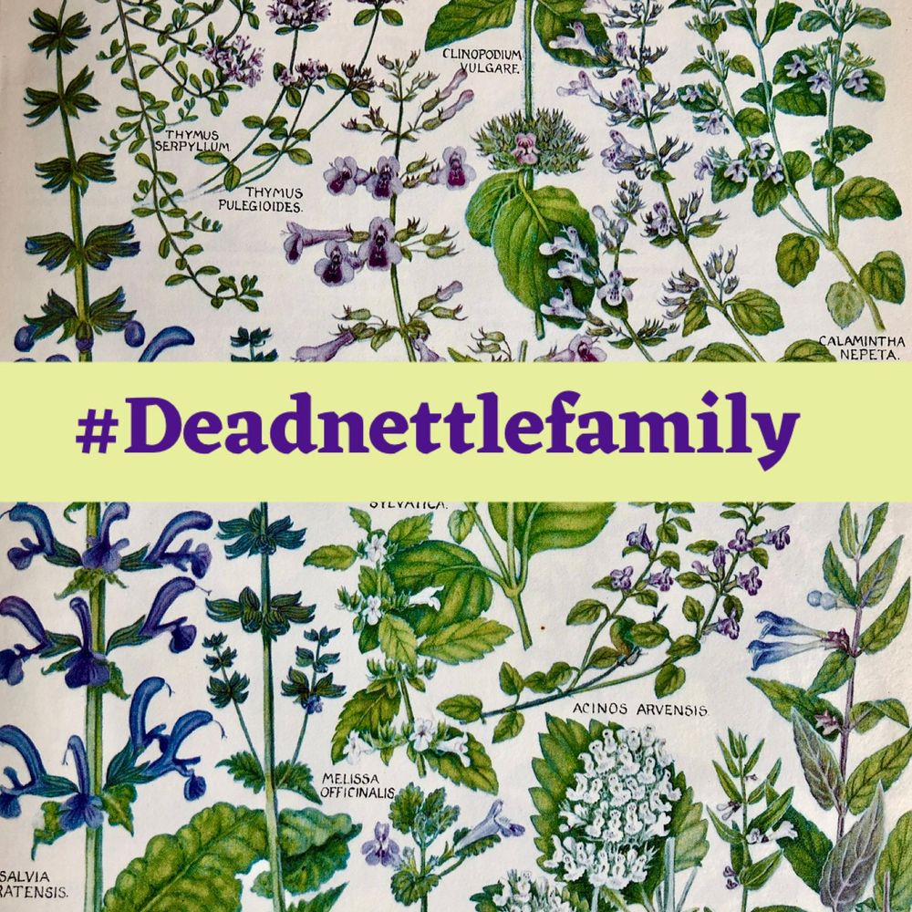 Beautiful botanical painting by Keble Martin illustrating some members of the Deadnettle Family. Can you find a member of this lovely family for #WildflowerHour this week? If you can, share your pics this Sunday 8-9pm using the hashtag #DeadNettleFamily 