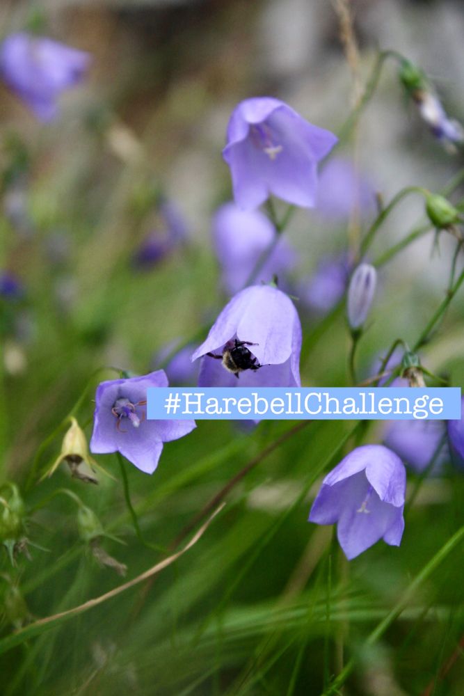 The beautiful milky-blue, bell-shaped flowers of Campanula rotundifolia, commonly known as the Harebell or Scottish Bluebell. Can you find one in bloom for #WildflowerHour this Sunday? Share your pics 8-9pm. 