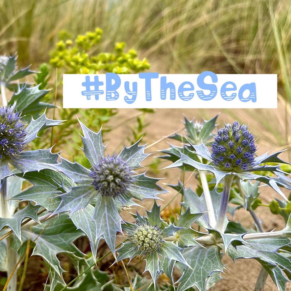 The stunning spiky Sea Holly just one of the many fascinating wild plants that can be found growing near the coast. The challenge this week is #ByTheSea, why not see what you can find, share your pics for #WildflowerHour this Sunday 8-9pm. 