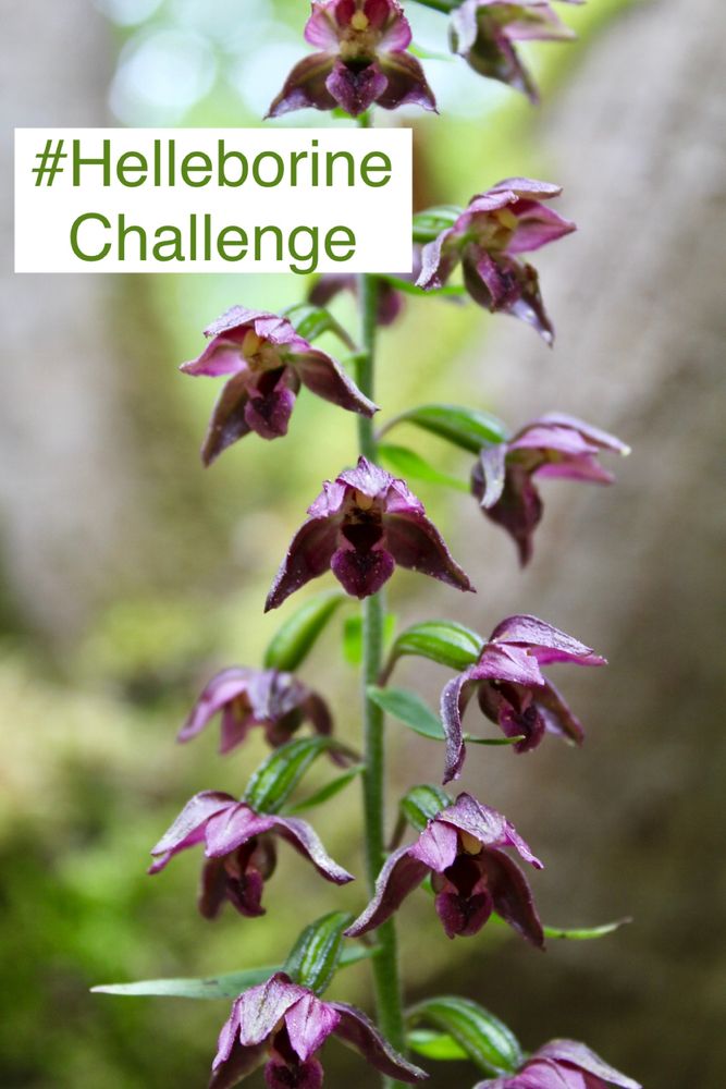 Pictured is a beautiful Broad-leaved Helleborine, Epipactis purpurea looking particularly stunning in deepest purple!! 