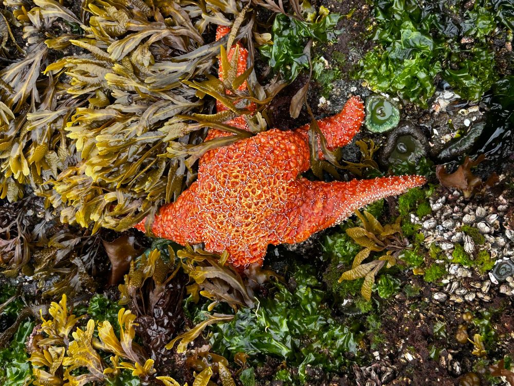 Picture of orange ochre Seastar in fucus algae. 
