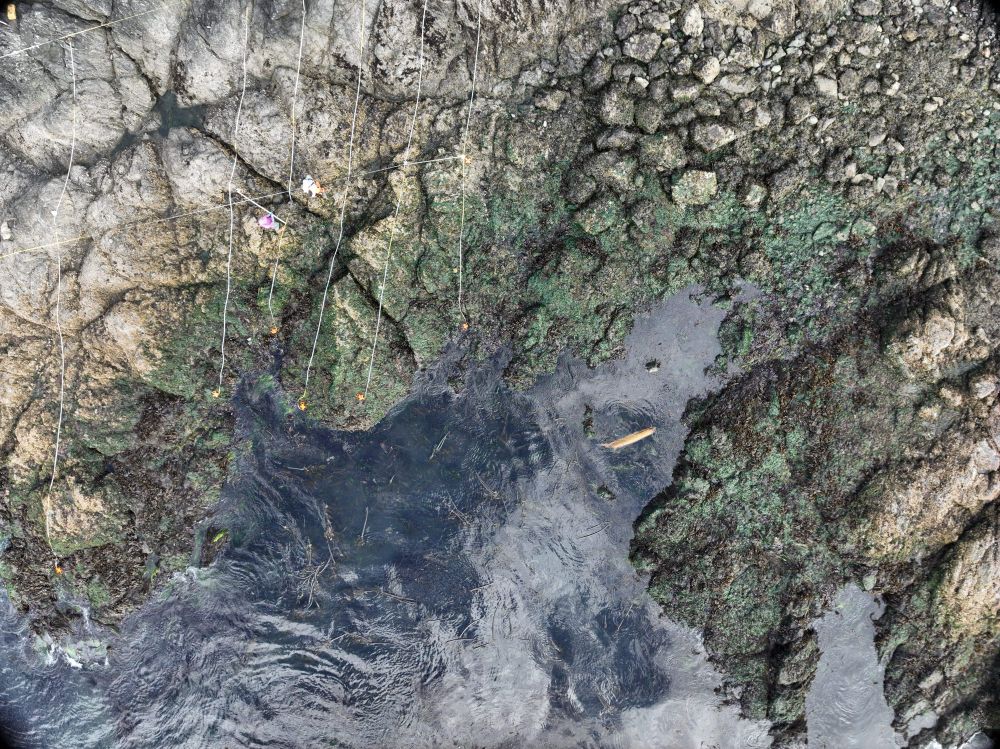Aerial view of the rocky intertidal. 