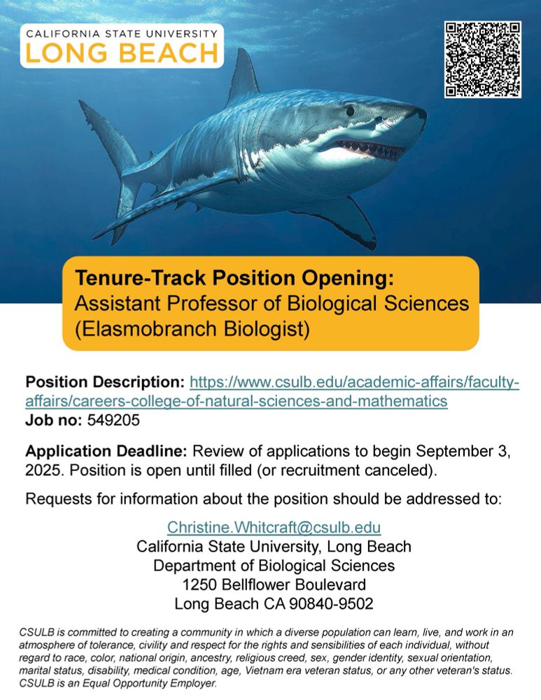 Flyer from CSU Long Beach advertising for the position of Assistant Professor of Elasmobranch Biology. The flyer has a picture of a white shark in the banner. Application deadline is September 03, 2025. Christine Whitcraft can be contacted for details at Christine.whitcraft@csulb.edu Full job description can be found here: https://careers.pageuppeople.com/873/lb/en-us/job/549205/assistant-professor-of-biological-sciences-elasmobranch-biologist