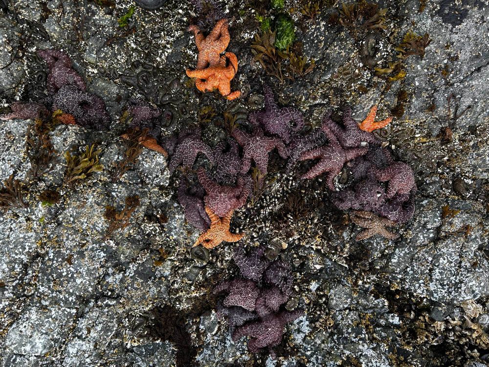 Picture of ochre Seastars in a rocky crevice. 