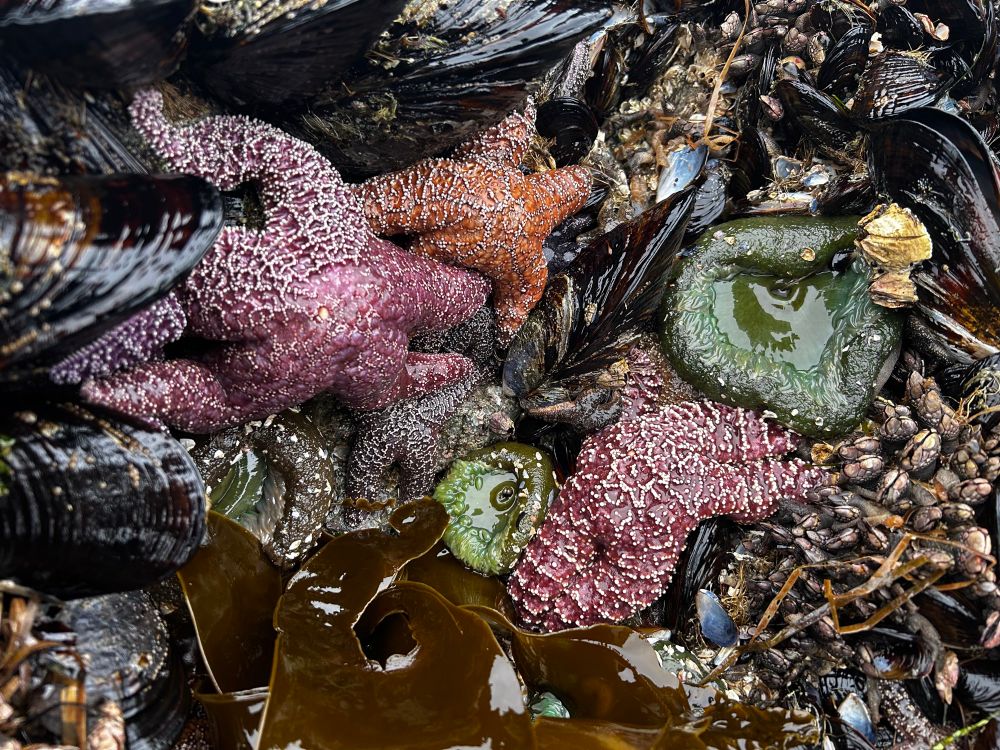 Picture of ochre Seastars feeding on mussels. 
