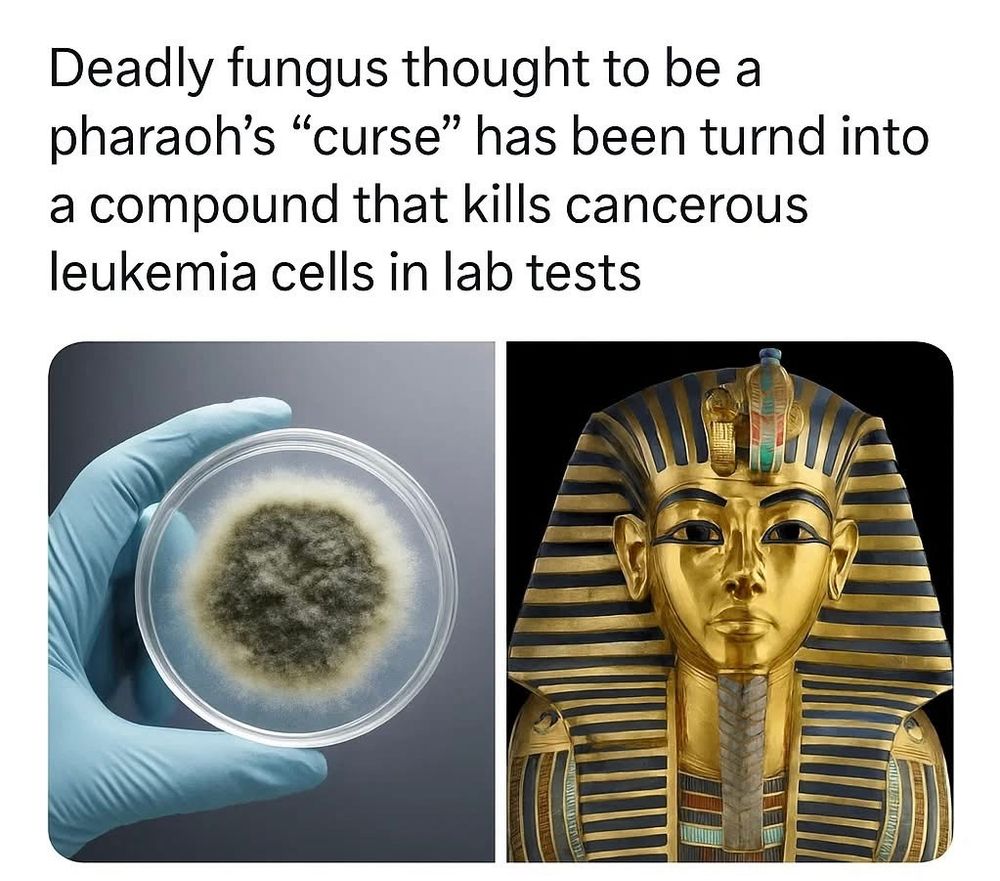 Deadly fungus thought to be a pharoah's "curse" has been turned into a compound that kills cancerous leukemia cells in lab tests