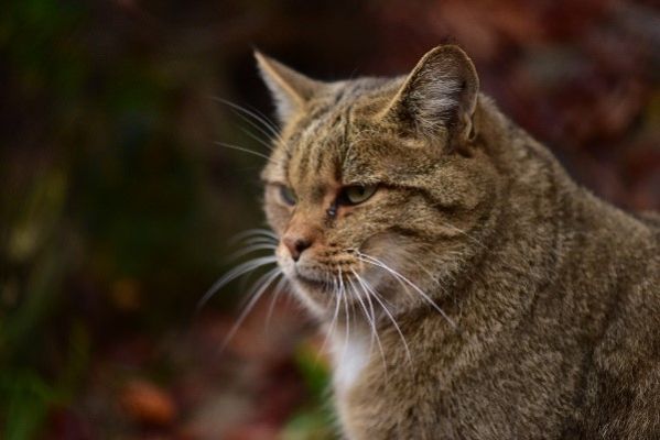 Wild cats from the Swiss Jura, photo from Claudio Quilodran