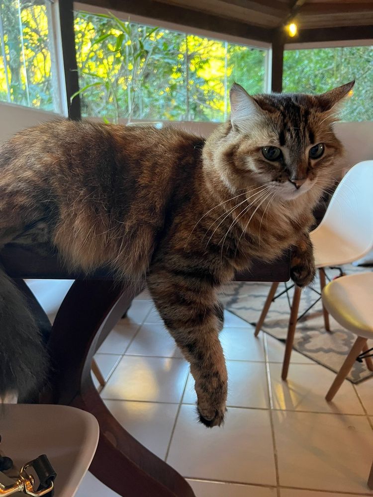 Gata deitado descansando 