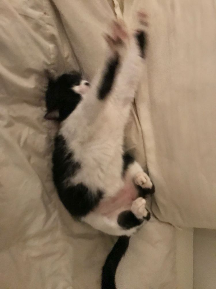 Gata preta e branca se espreguiçando 