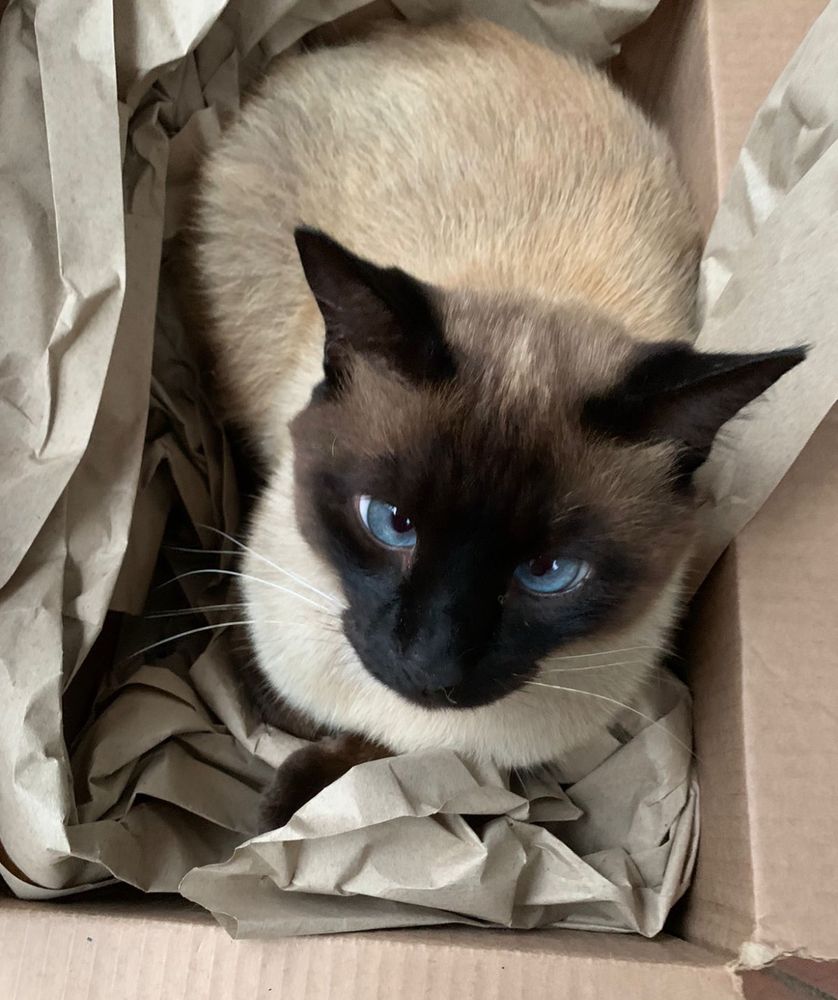 Gato siamês dento de uma caixa de papelão 