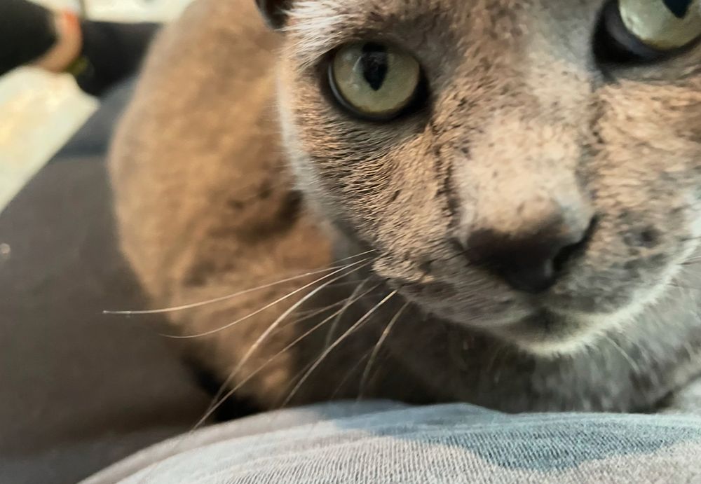 Close de gato cinza 