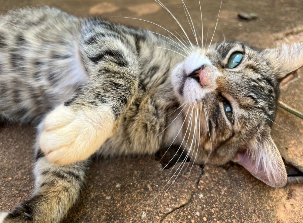 Close de gato tigrado deitado 