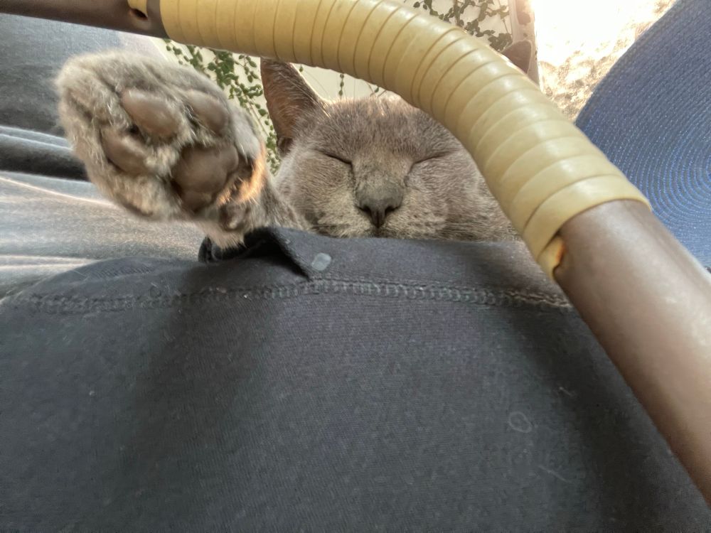 Gato cinza dormindo 