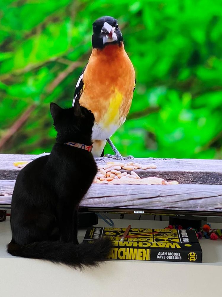 Gato preto vendo um pássaro na televisão 